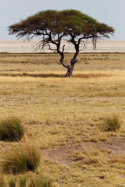 Large Acacia tree in the open savanna plains Africa — Stock Photo, Image