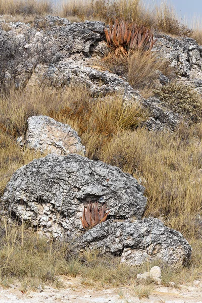 Aloès fleuri dans le désert d'Etosha — Photo