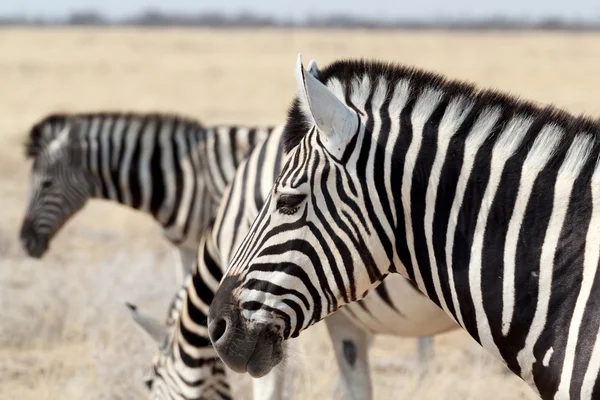 Mandria di Zebra nel cespuglio africano — Foto Stock