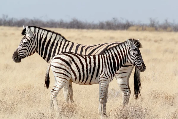 Zebra potro con madre en arbusto africano —  Fotos de Stock