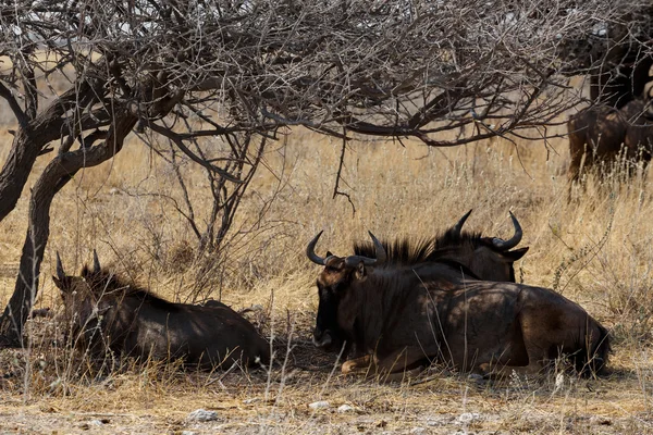 Dziki GNU Gnu — Zdjęcie stockowe