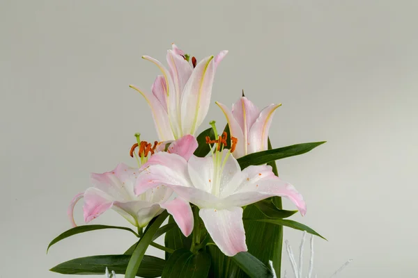 Bouquet of pink lily flower — Stock Photo, Image