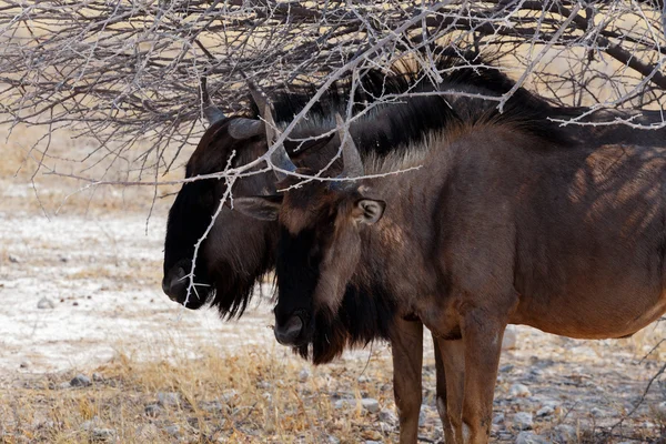 Vahşi Wildebeest Gnu — Stok fotoğraf