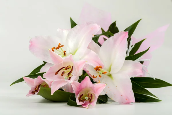 Bouquet of pink lily flower — Stock Photo, Image