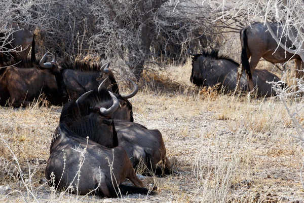 Gnu-Wildtiere — Stockfoto