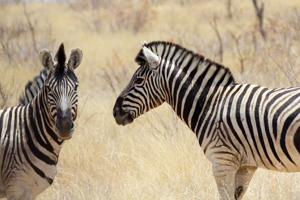 Zebra v africké buši — Stock fotografie