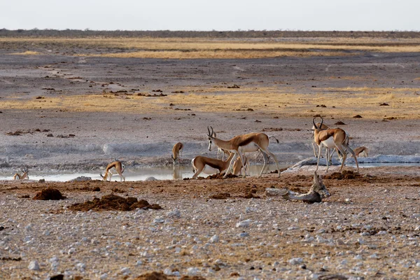 Springbok su birikintisinin üzerinde sürüsü — Stok fotoğraf