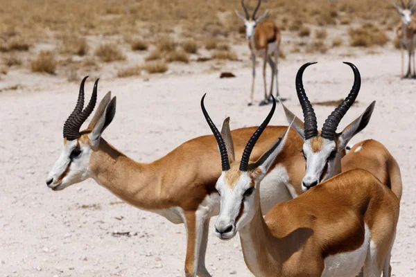 Springbok etkin olarak sürüsü — Stok fotoğraf
