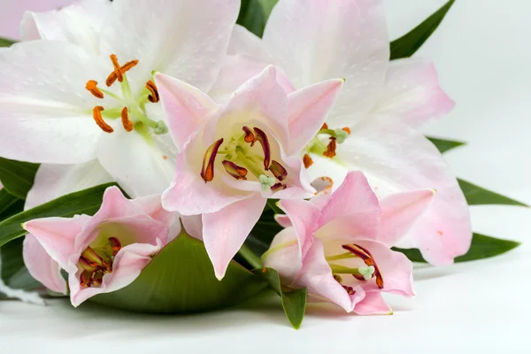 Bouquet of pink lily flower — Stock Photo, Image