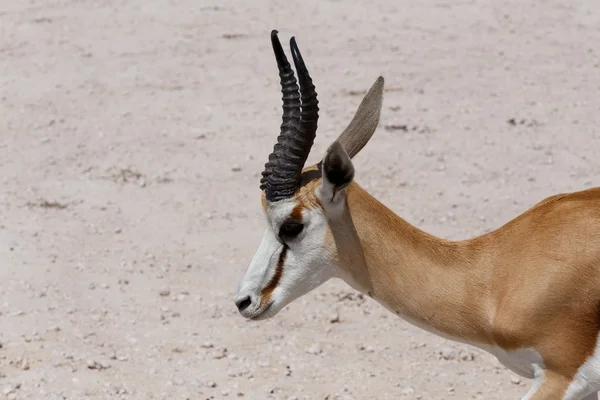 Springbok etkin olarak — Stok fotoğraf