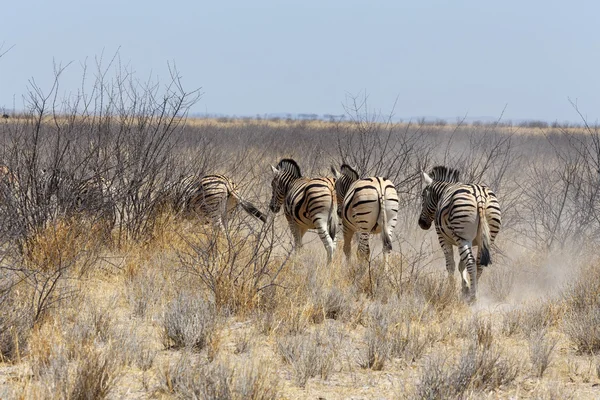 Manada de Zebra em arbusto africano — Fotografia de Stock