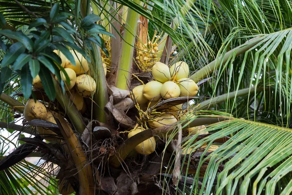 Coco-Palma s žlutým matice — Stock fotografie