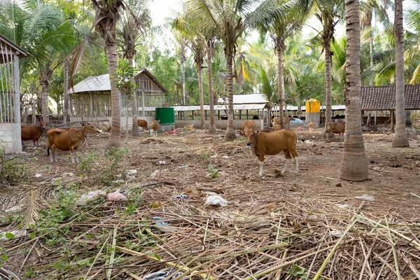 Traditionele binnenlandse vee, Indonesië — Stockfoto