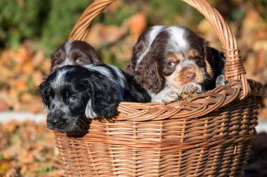 İngiliz Cocker Spaniel köpek sepeti
