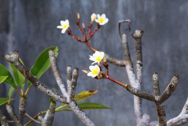 vahşi spa çiçek plumeria