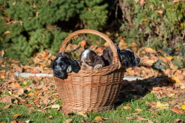 İngiliz Cocker Spaniel köpek sepeti