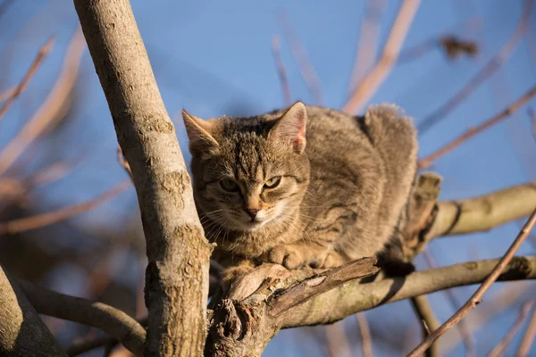 木に小さなかわいいグレー子猫 — ストック写真
