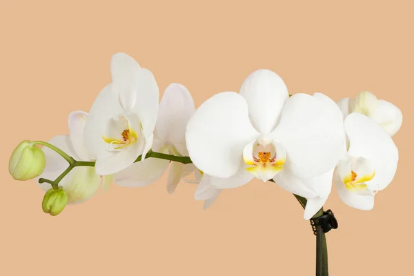 Romantischer Zweig weißer Orchidee auf beigem Hintergrund — Stockfoto