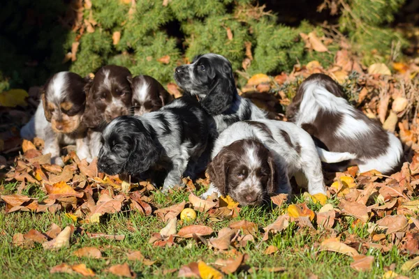 Englischer cocker spaniel welpe — Stockfoto