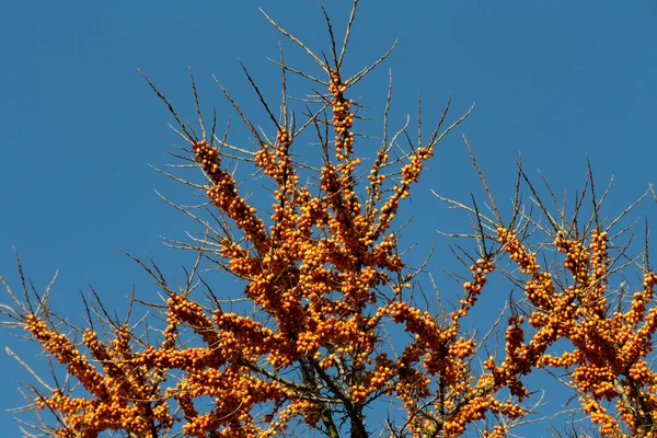 Sea buckthorn tree — Stock Photo, Image