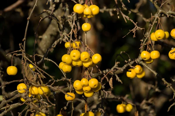 Желтые крабовые яблоки Золотой Шершень — стоковое фото