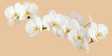romantic branch of white orchid clipart