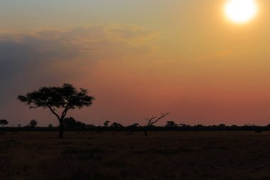 African sunset on bush clipart