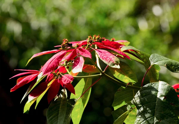 Invierno salvaje rosa con flores en indonesia —  Fotos de Stock