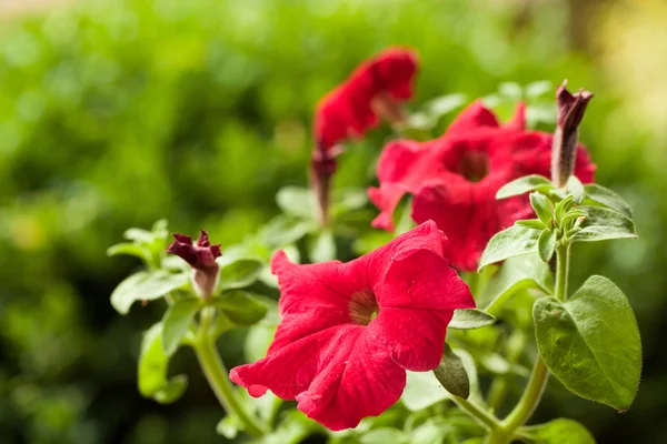 Red flower Petunia Surfinia Vein — Stock Photo, Image