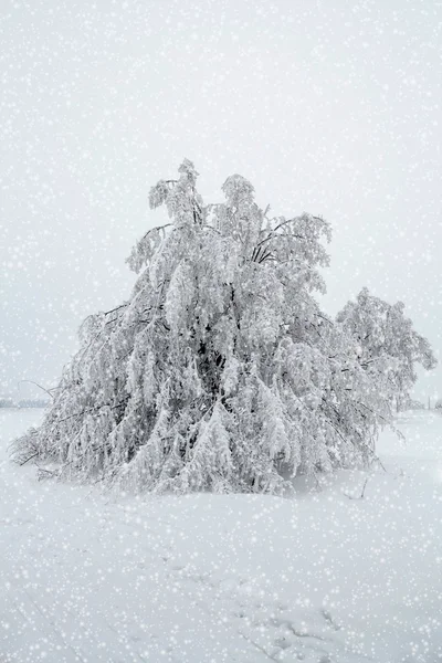 Zasněžené stromy v zimní krajině — Stock fotografie