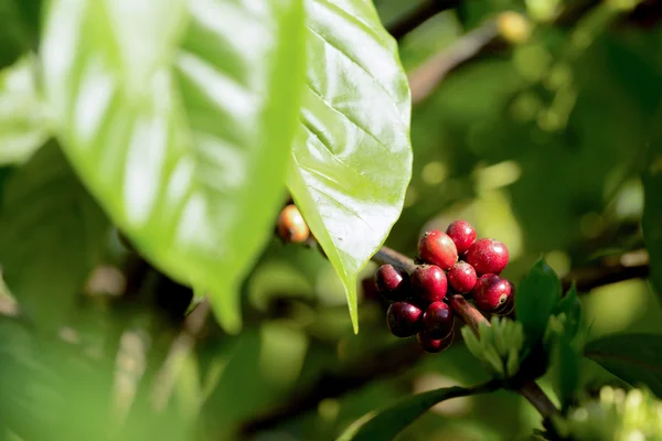 Planta de café cru na fazenda agrícola — Fotografia de Stock