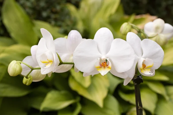 Romantische weiße Orchidee — Stockfoto