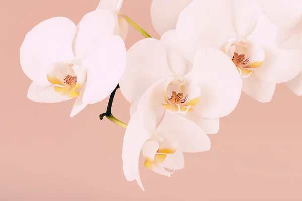 Rama romántica de orquídea blanca — Foto de Stock