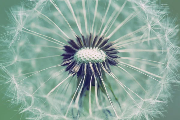 Close up of Dandelion with abstract color — Stock Photo, Image
