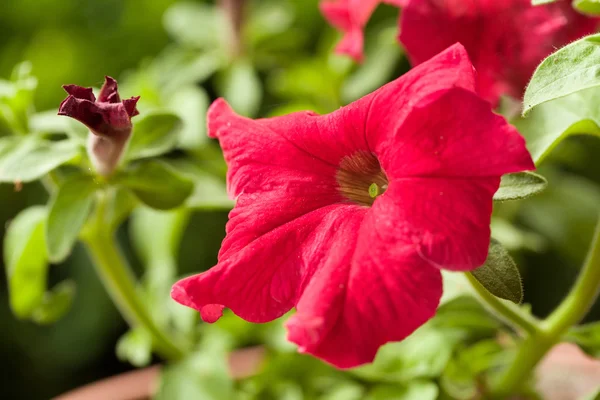 Piros virág Petunia Surfinia véna — Stock Fotó