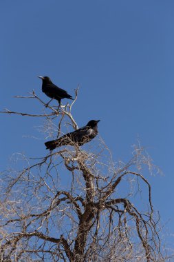 Cape karga Kgalagadi, Güney Afrika