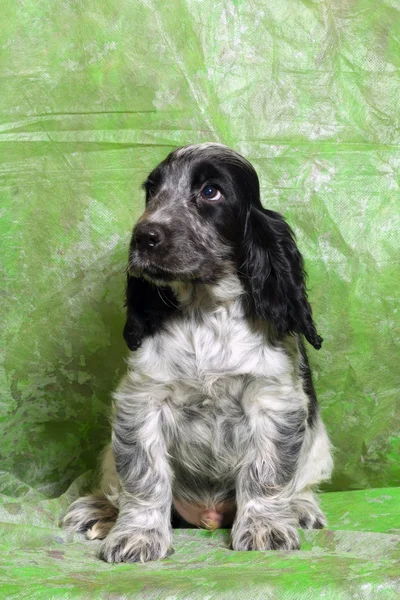 Blanco y negro Inglés Cocker Spaniel cachorro — Foto de Stock