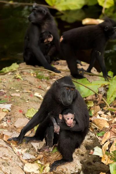 Célèbes crête Macaque — Photo