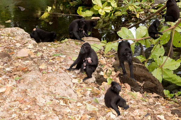 Macaco Crested das celebridades — Fotografia de Stock