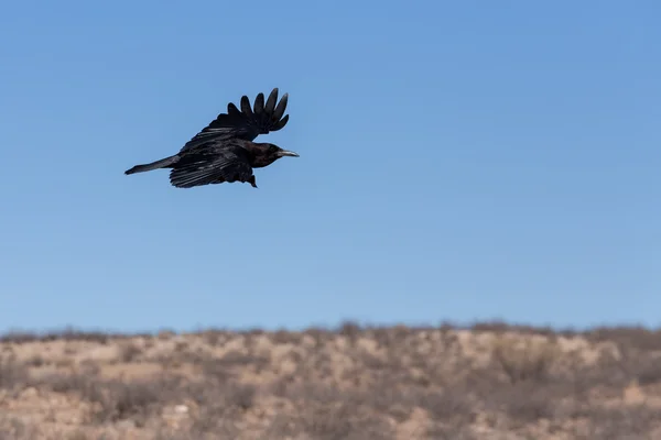 Kap-Krähe in Kgalagadi, Südafrika — Stockfoto