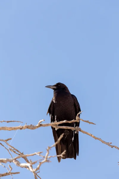 Cape Crow a Kgalagadi, Sud Africa — Foto Stock