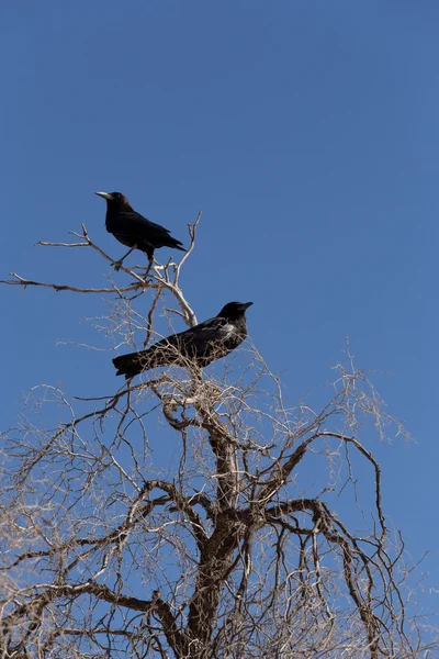 Kap-Krähe in Kgalagadi, Südafrika — Stockfoto