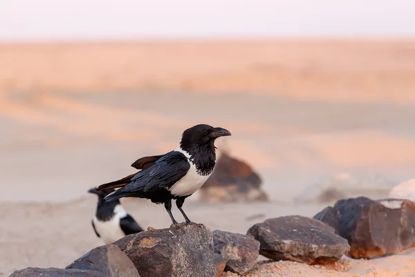 Pied crow in namib desert — Stock Photo, Image