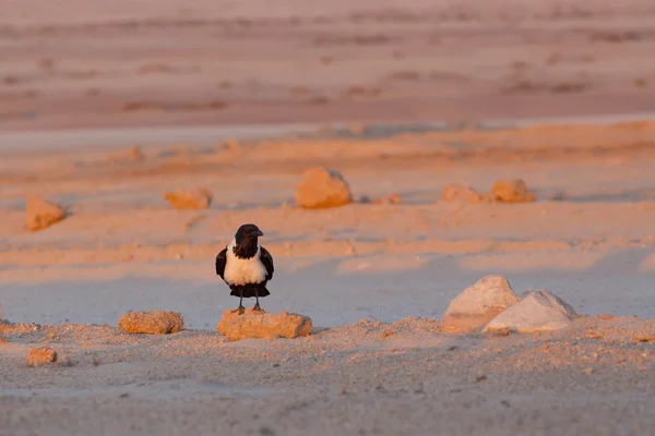 Corvo magico nel deserto del Namib — Foto Stock