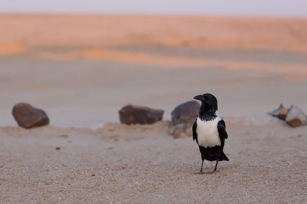 Pied crow στην έρημο namib — Φωτογραφία Αρχείου