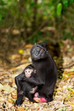 Celebes Crested Makaque