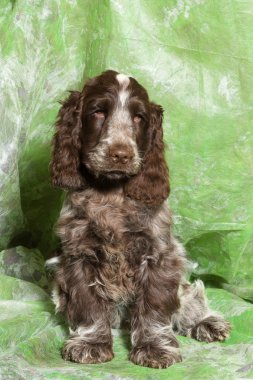 kahverengi İngiliz Cocker Spaniel köpek yavrusu