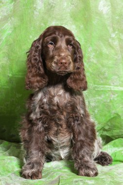 kahverengi İngiliz Cocker Spaniel köpek yavrusu