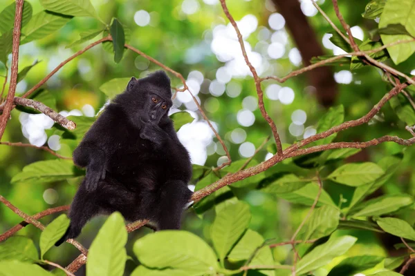 Célèbes crête Macaque — Photo