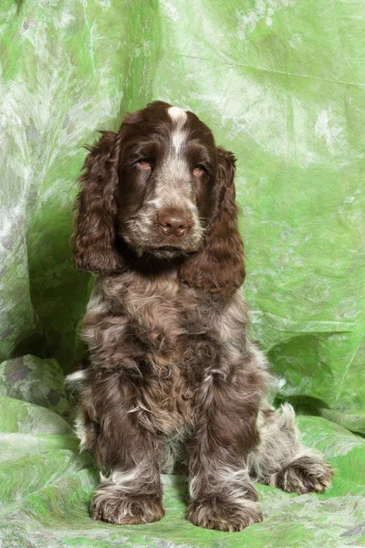 Braune englische Cocker Spaniel Welpen — Stockfoto